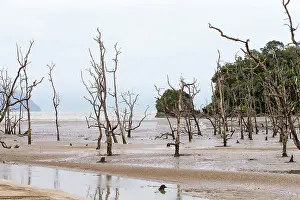 Bako: South China Sea Beach