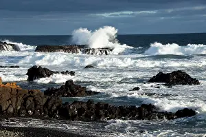 Brids: South coast of Phillip Island where Little / Little Blue / F