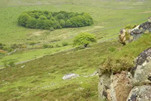 Tors: South Common Plantation (Roundwood) from Bagga Tor
