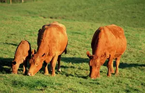 Anthony Harrison: South Devon Cattle - grazing