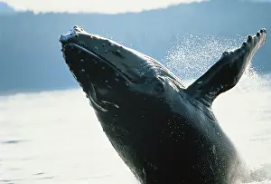Vitality: South East Alaska, LeConte Glacier, Whale