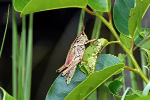 Lubber: South-eastern Lubber Grasshopper. Flightless