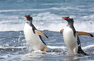Cooper: South Georgia, Cooper Bay, Couple of Gentoo