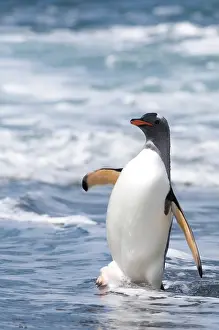 Cooper: South Georgia, Cooper Bay, Gentoo Penguin