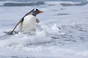 Cooper: South Georgia, Cooper Bay, Gentoo Penguin