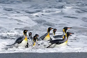 Cooper: South Georgia, Cooper Bay. Group of King