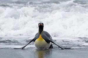 Cooper: South Georgia, Cooper Bay. King penguin