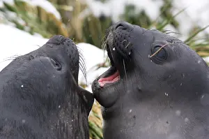 Comedy: South Georgia, Fortuna Bay. Couple of Southern