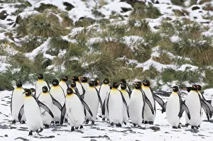Cooper: South Georgia, Fortuna Bay. Group of King