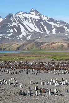 Hundred: South Georgia, Fortuna Bay. King penguin colony, adults with