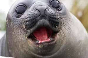 Comedy: South Georgia, Fortuna Bay. Southern Elephant