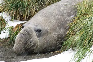 Napping: South Georgia, Fortuna Bay. Southern Elephant