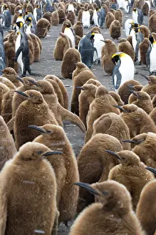 Comedy: South Georgia, Gold Harbour. King penguin
