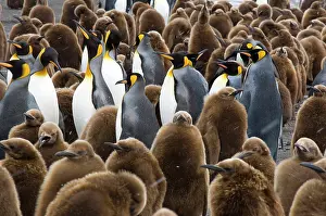 Comedy: South Georgia, Gold Harbour. King penguin