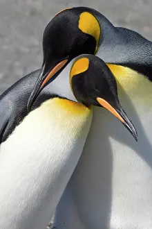 Loving: South Georgia, Gold Harbour. King penguins