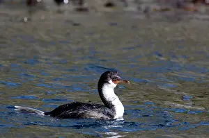 Godthul: South Georgia Island, Godthul. Blue-eyed