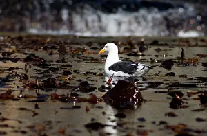 Kelp: South Georgia Island, Godthul. Kelp gull