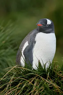 Godthul: South Georgia Island, Godthul. Old whalers