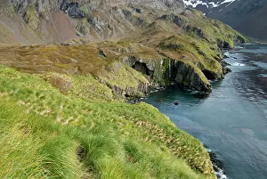 Godthul: South Georgia Island, Godthul. Scenic tussac