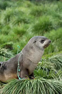 Accident: South Georgia Island, Godthul. Young Antarctic