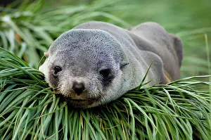 Thin: South Georgia Island, Godthul. Young Antarctic