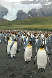 Thousand: South Georgia Island, Gold Harbor. King