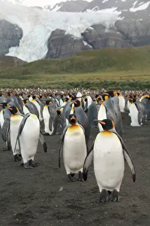 Thousand: South Georgia Island, Gold Harbor. King