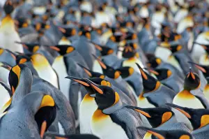 Thousand: South Georgia Island, Gold Harbor. King