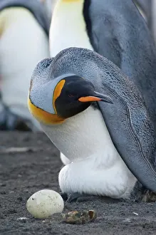 South Georgia Island, Gold Harbor. King