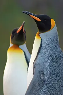 Twin: South Georgia Island, Gold Harbor. King