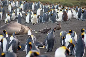 Leonina: South Georgia Island, Gold Harbor. King