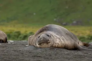 Leonina: South Georgia Island, Gold Harbor. Lone