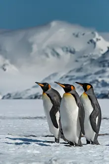 Salisbury: South Georgia Island. Group of king penguins walk