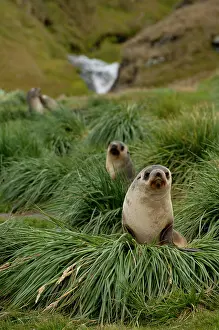 Cove: South Georgia Island. Grytviken, King Edward