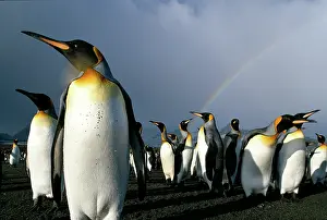 Andrews: South Georgia Island, Rainbow above colony