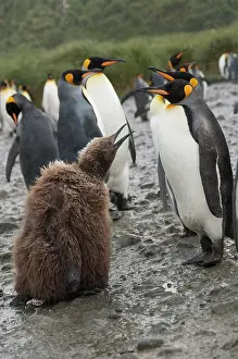 Salisbury: South Georgia Island, Salisbury Plain. Second