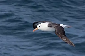 Melanophris: South Georgia Island, Smaaland Cove. Black-browed