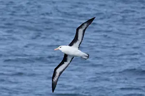 Melanophris: South Georgia Island, Smaaland Cove. Black-browed