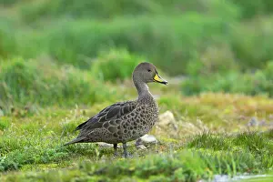 Pintails: South Georgia Pintail