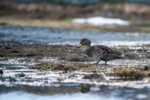 Pintail: South Georgia Pintail Duck walking on grass