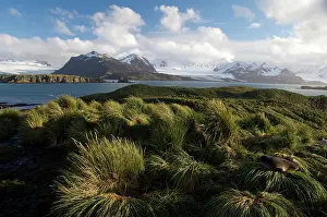 Georgia: South Georgia, Prion Island. Baby fur seal