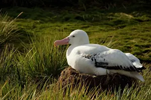 Wandering: South Georgia, Prion Island. Wandering albatross