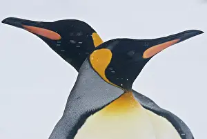 Loving: South Georgia, St. Andrews Bay. Couple of