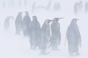 Challenging: South Georgia, St. Andrews Bay. King penguin