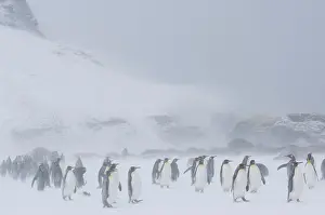 Challenging: South Georgia, St. Andrews Bay. King penguin