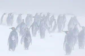 Challenging: South Georgia, St. Andrews Bay. King penguin