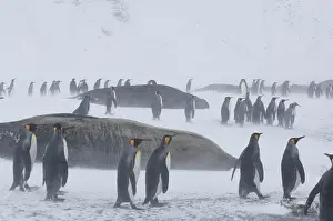 Challenging: South Georgia, St. Andrews Bay. King penguins