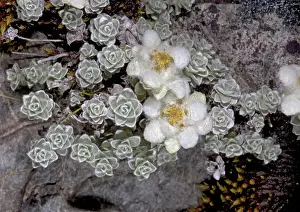 Edelweiss: South Island Edelweiss