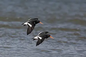 Oystercatchers: South Island Oystercatchers - In flight at the estuary