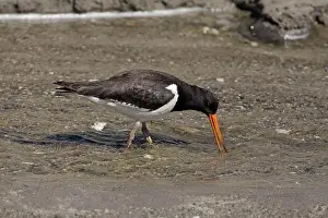 Oystercatchers: South Island Pied Oystercatcher